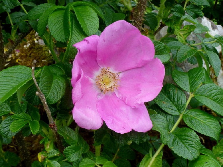 ROSA RUGOSA RUBRA