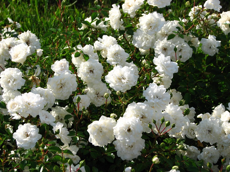 ROSA SEA FOAM