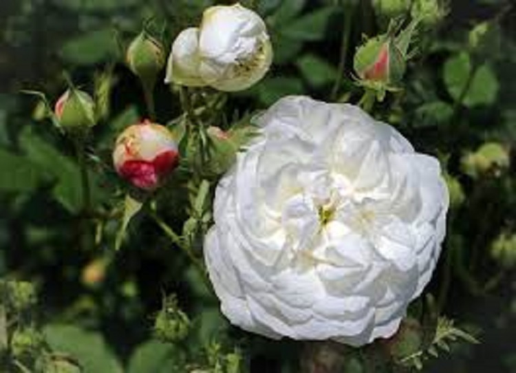 ROSA SNOWBALL