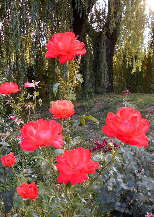 ROSA SORRENTO