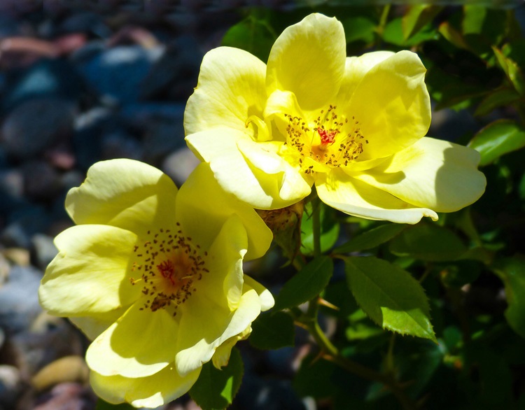 ROSA SUNNY PIN'S