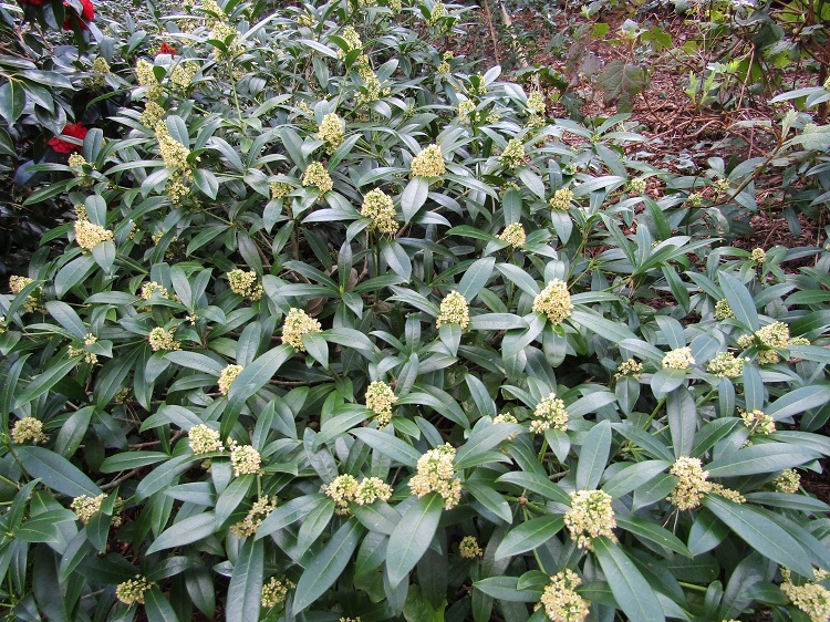 SKIMMIA JAPONICA MADONNA