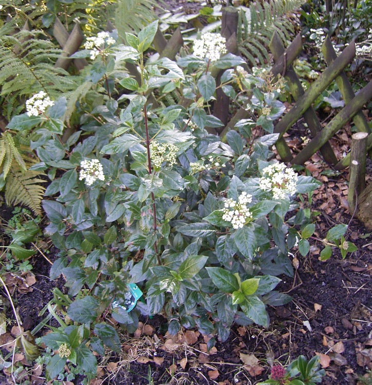 VIBURNUM TINUS GWENLLIAN