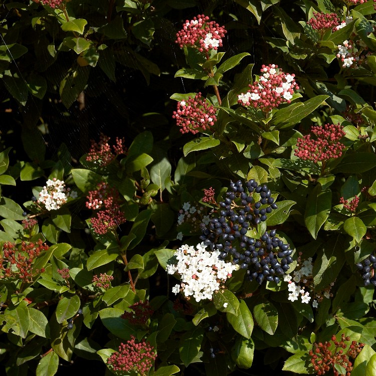 VIBURNUM TINUS GWENLLIAN