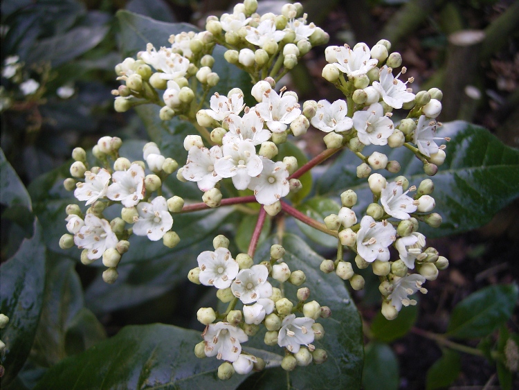 VIBURNUM TINUS GWENLLIAN