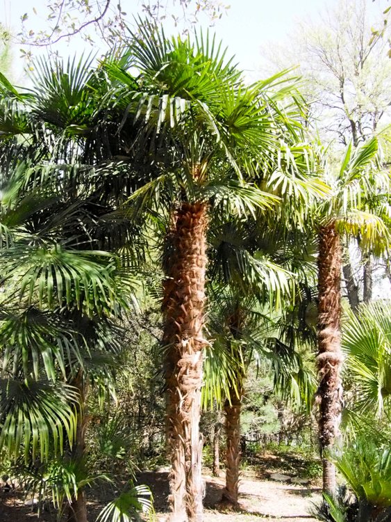 CHAMAEROPS EXCELSA-TRACHYCARPUS FORTUNEI