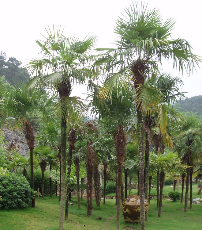 CHAMAEROPS EXCELSA-TRACHYCARPUS FORTUNEI