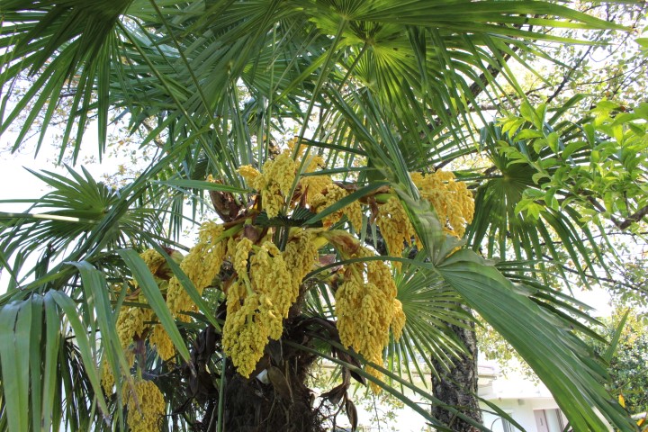 CHAMAEROPS EXCELSA-TRACHYCARPUS FORTUNEI