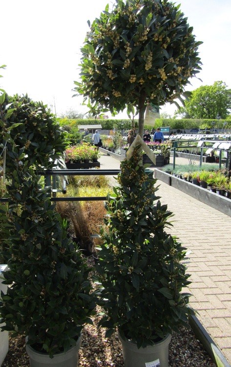 LAURUS NOBILIS ALBERETTO 1/2 FUSTO