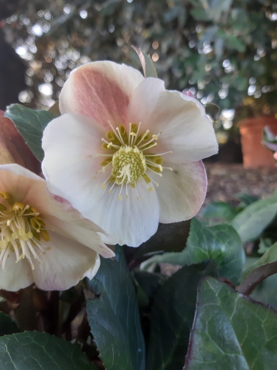 HELLEBORUS X ERICSMITHII HGC SNOW DANCE