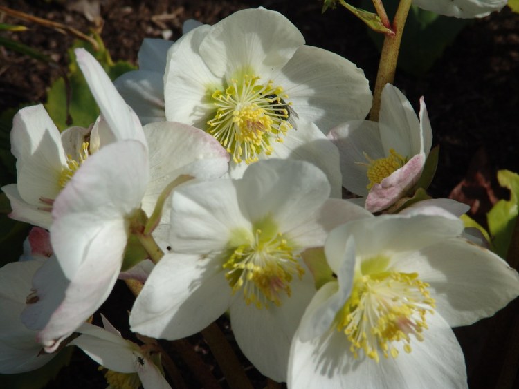 HELLEBORUS X ERICSMITHII HGC SNOW DANCE