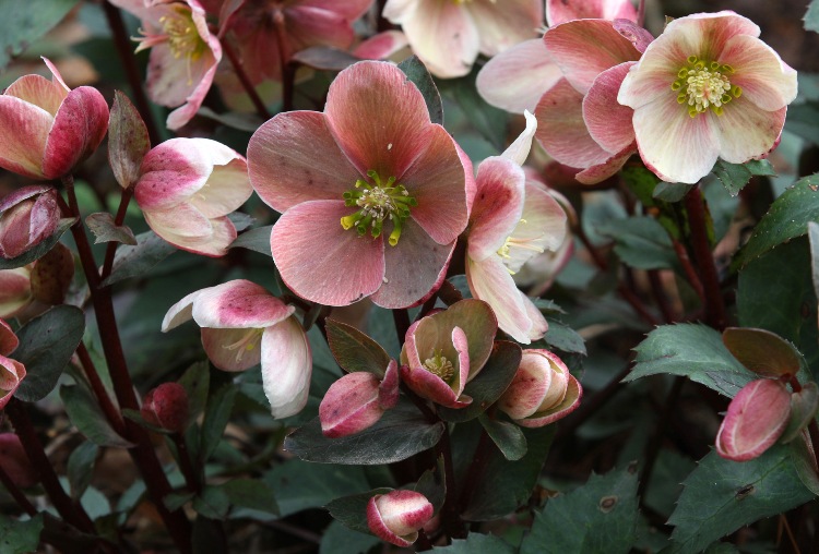HELLEBORUS X ERICSMITHII HGC PINK FROST