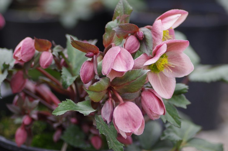 HELLEBORUS X ERICSMITHII HGC PINK FROST