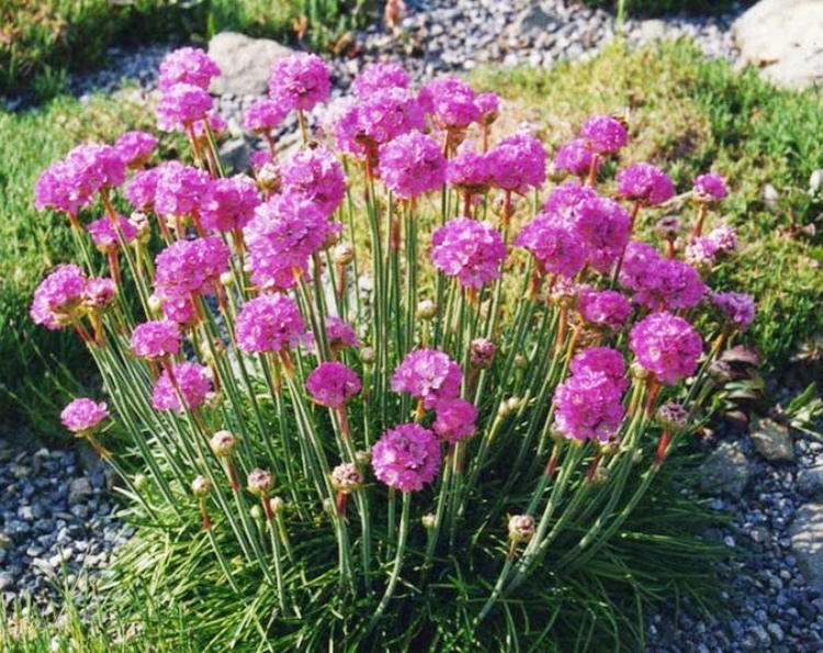 ARMERIA MARITIMA ARMADA DEEP ROSE