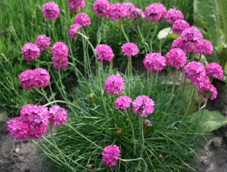 ARMERIA MARITIMA ARMADA DEEP ROSE