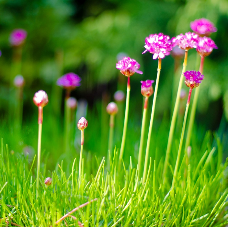 ARMERIA MARITIMA ARMADA DEEP ROSE