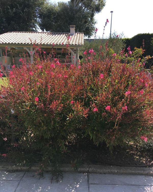 GAURA LINDHEIMERI RED COLOR