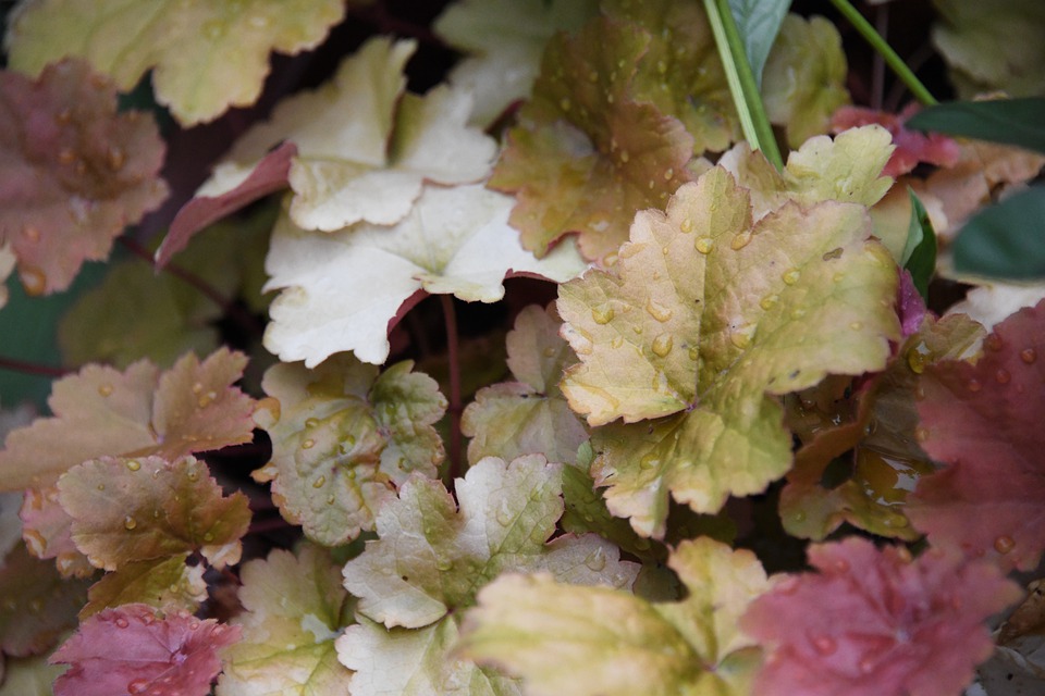 HEUCHERA LITTLE CUTIE BLONDIE