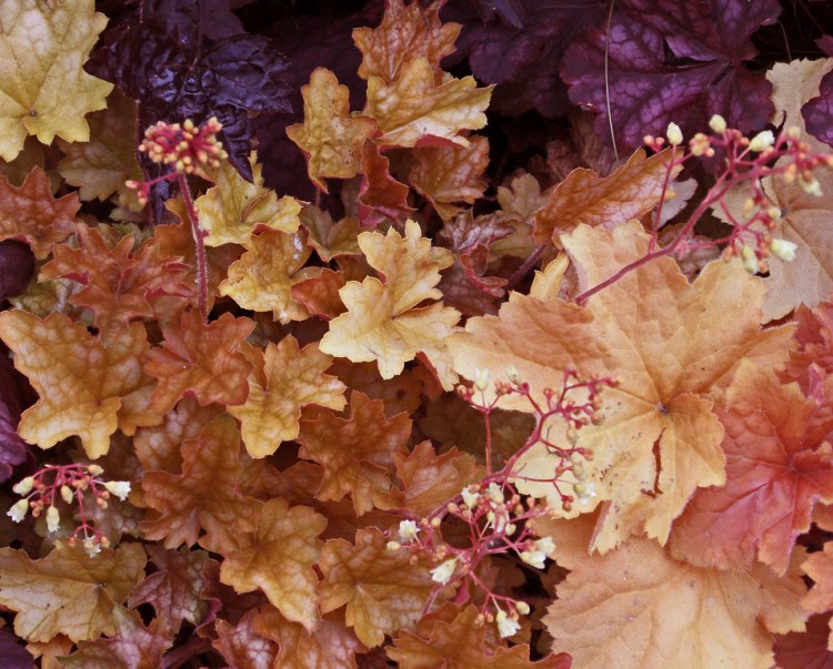 HEUCHERA DOLCE PEACH MELBA