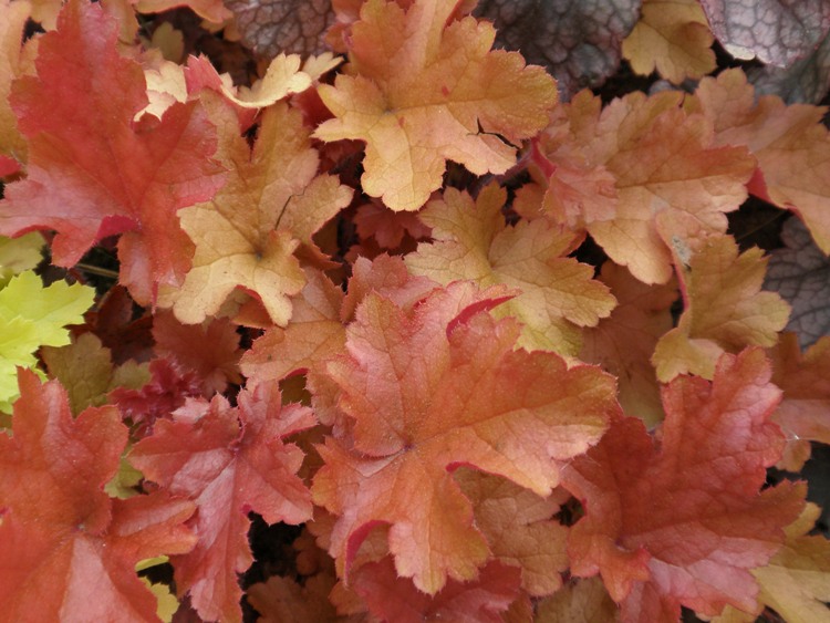 HEUCHERA DOLCE PEACH MELBA
