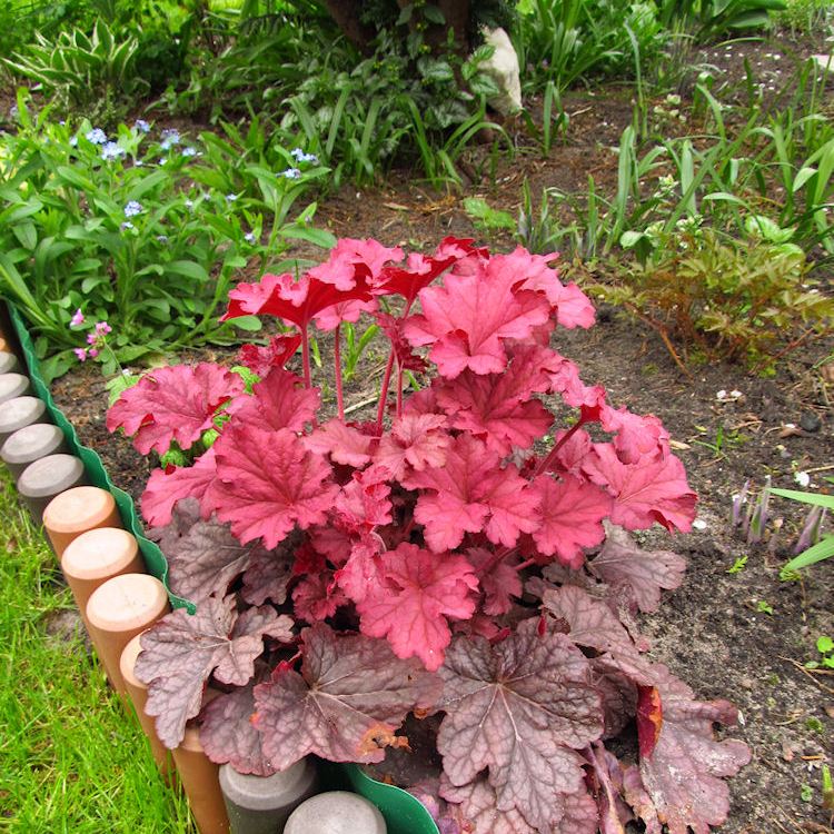 HEUCHERA X CULTORUM GRAPE SODA