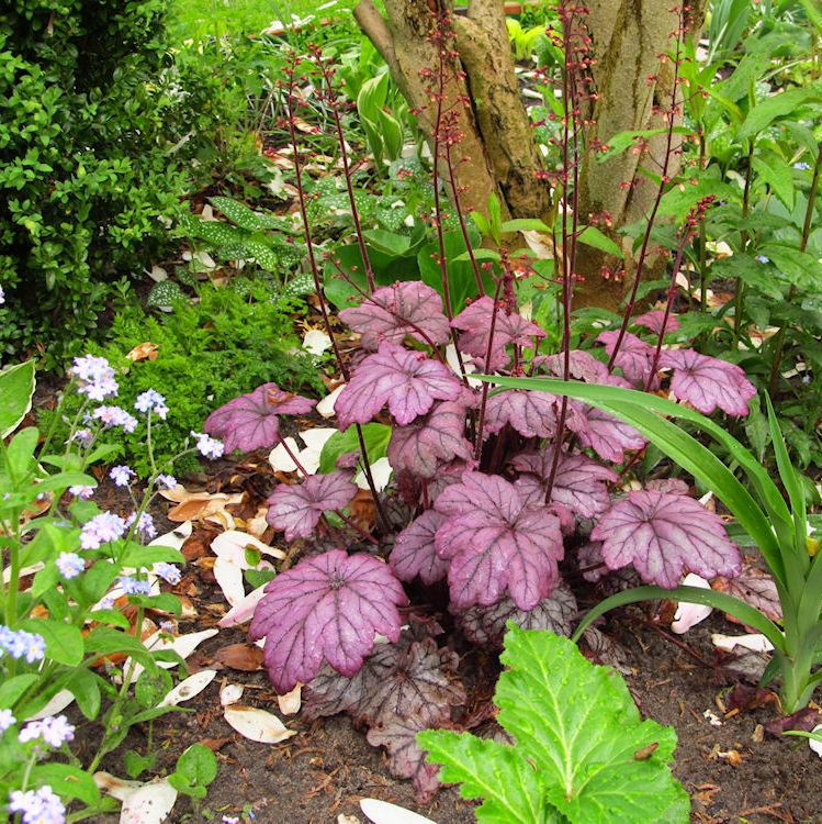 HEUCHERA X CULTORUM GRAPE SODA