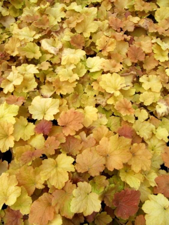 HEUCHERA MICRANTHA CARAMEL