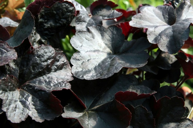 HEUCHERA X CULTORUM OBSIDIAN