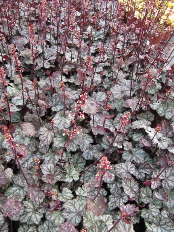 HEUCHERA MICRANTHA REGINA