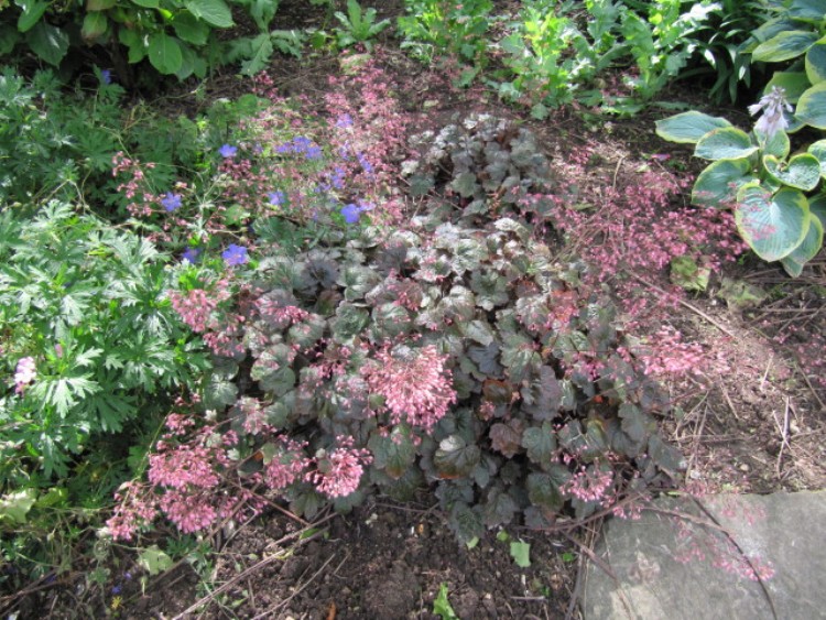 HEUCHERA MICRANTHA RACHEL