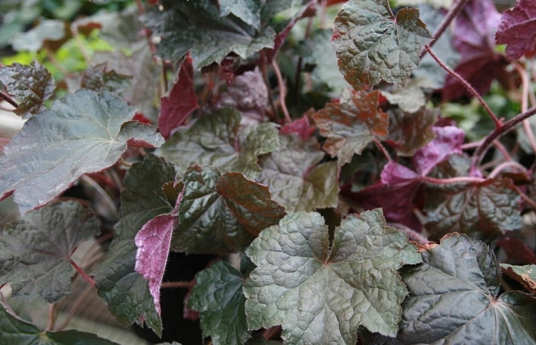 HEUCHERA MICRANTHA RACHEL