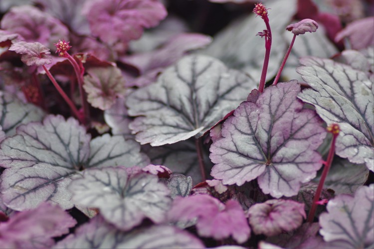 HEUCHERA LITTLE CUTIE FROST