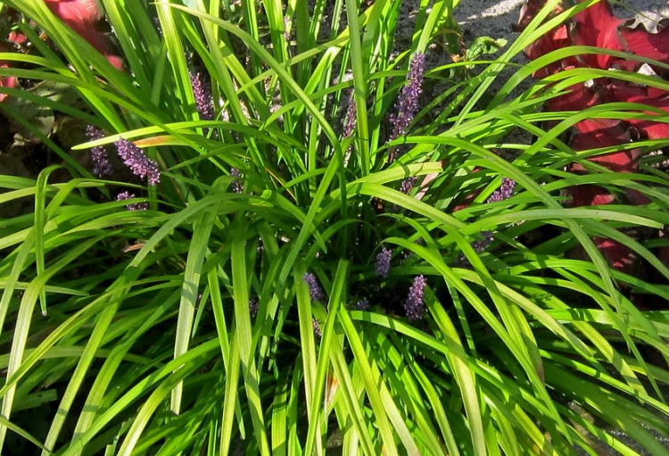 LIRIOPE MUSCARI MONEYMAKER