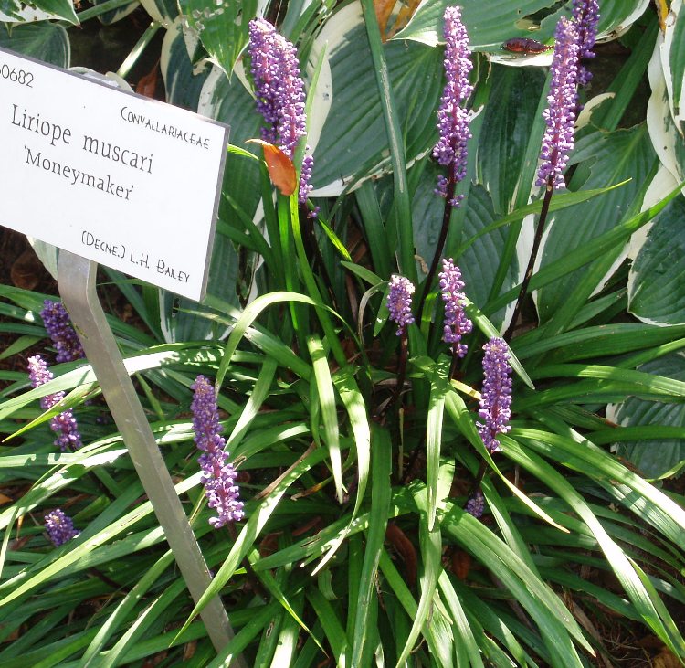 LIRIOPE MUSCARI MONEYMAKER