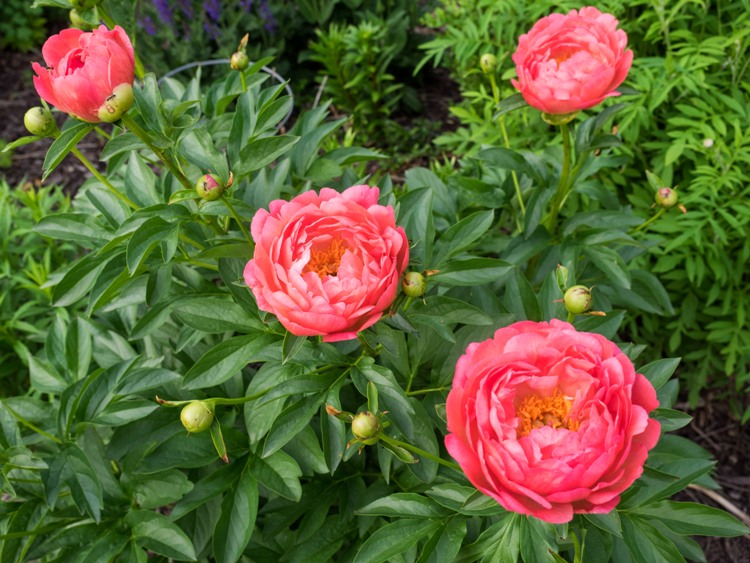 PAEONIA LACTIFLORA CORAL SUNSET