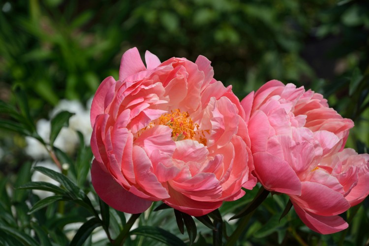 PAEONIA LACTIFLORA CORAL SUNSET