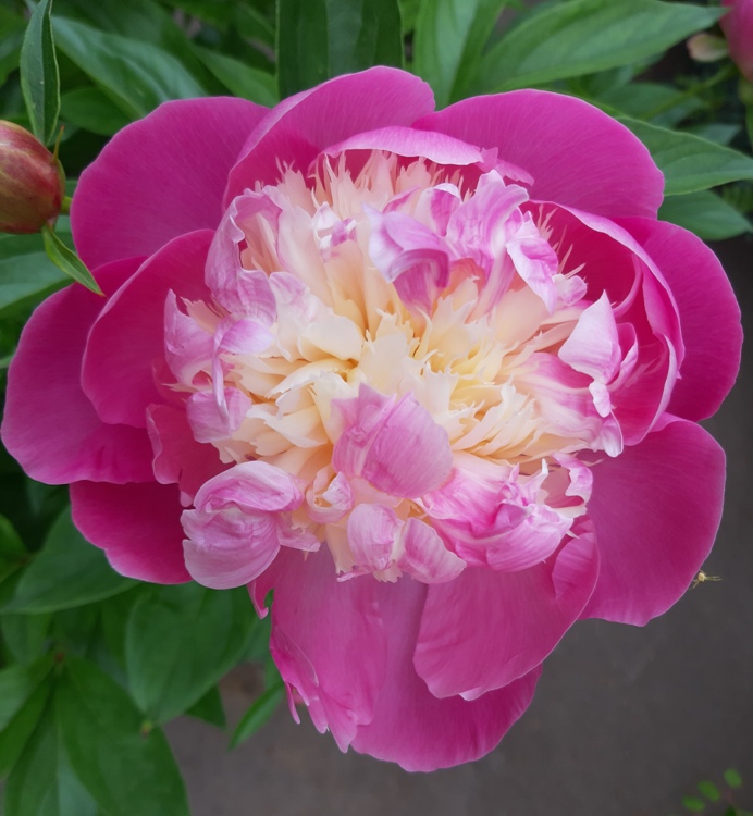 PAEONIA LACTIFLORA BOWL OF BEAUTY