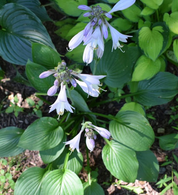 HOSTA DEVON GREEN