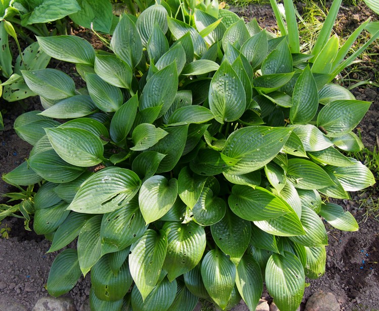 HOSTA DEVON GREEN