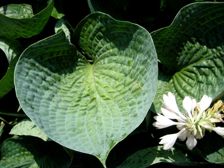 HOSTA AVOCADO