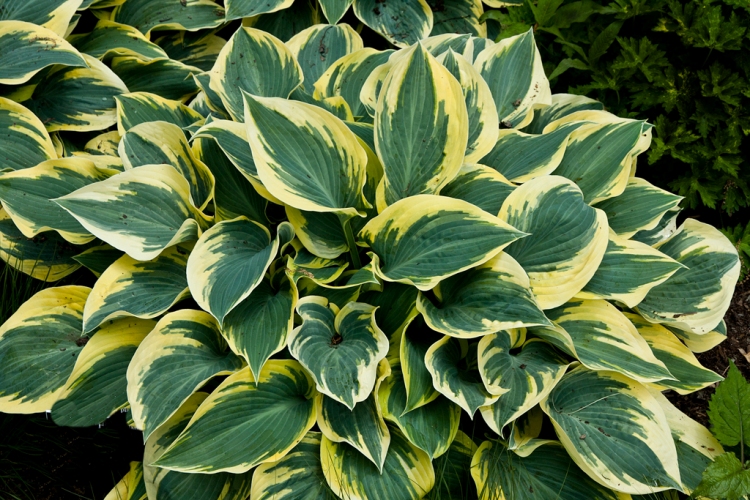HOSTA FIRST FROST