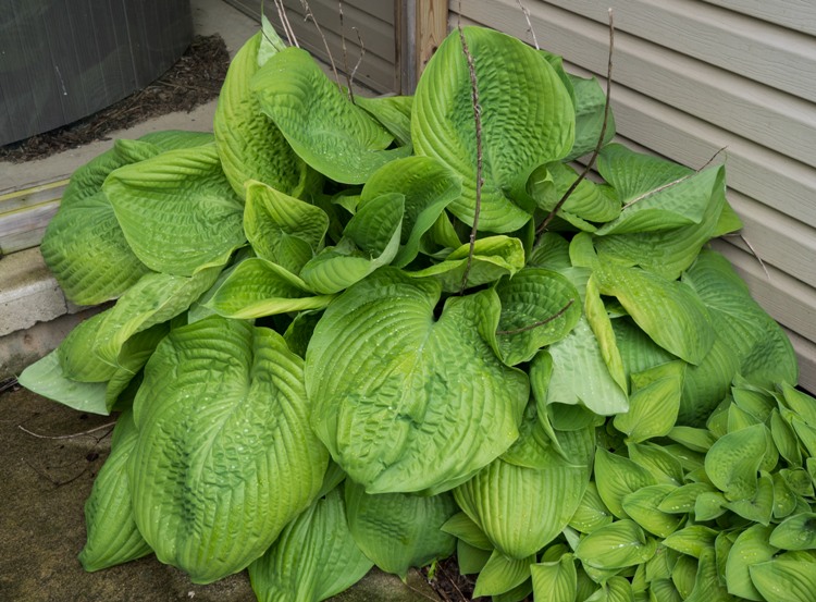 HOSTA SUM AND SUBSTANCE