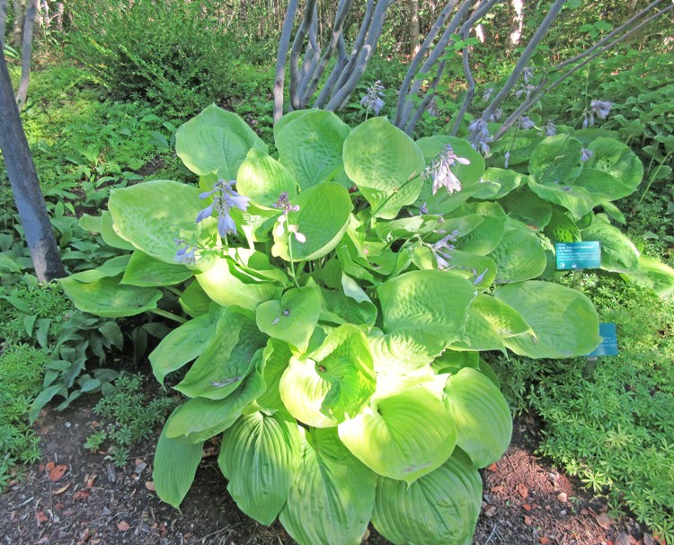 HOSTA SUM AND SUBSTANCE