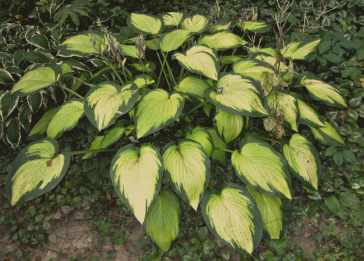 HOSTA X PAUL'S GLORY
