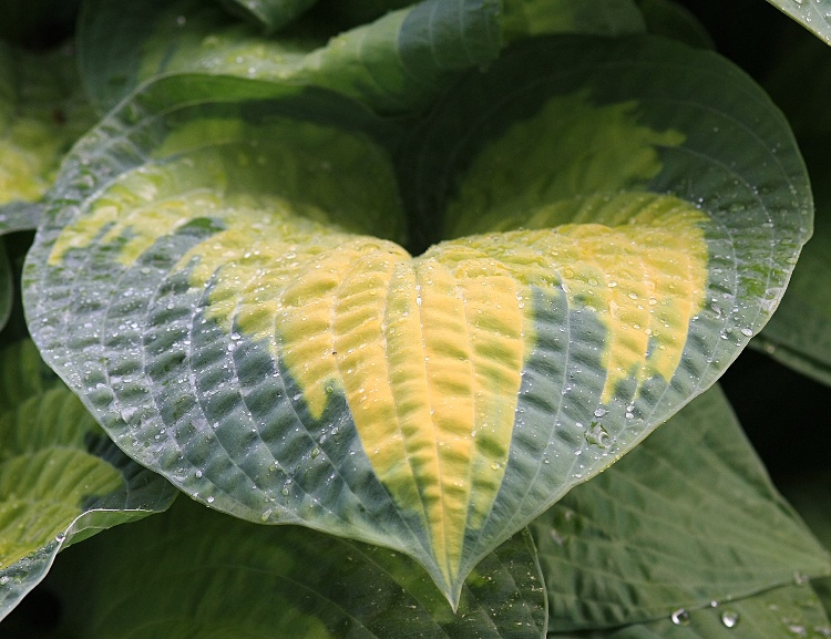 HOSTA X PAUL'S GLORY