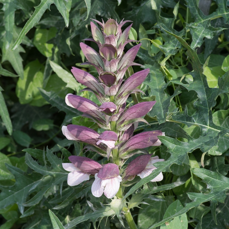 ACANTHUS SPINOSUS