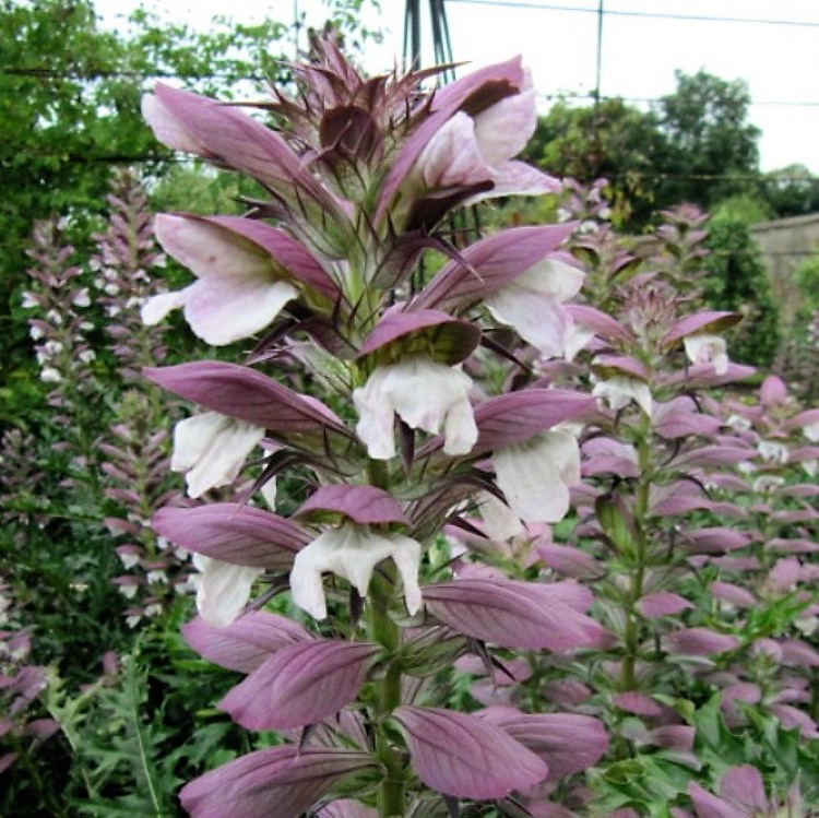 ACANTHUS SPINOSUS