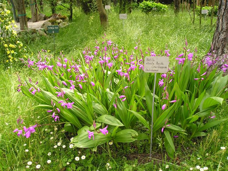 BLETILLA STRIATA