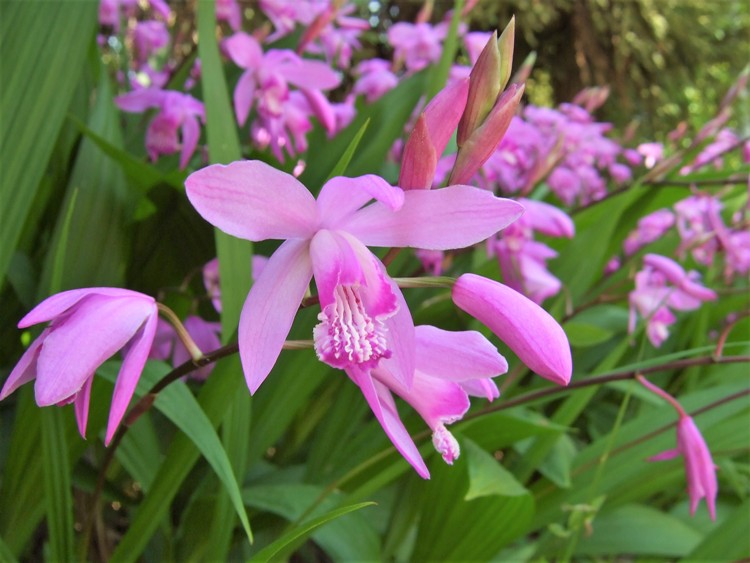 BLETILLA STRIATA
