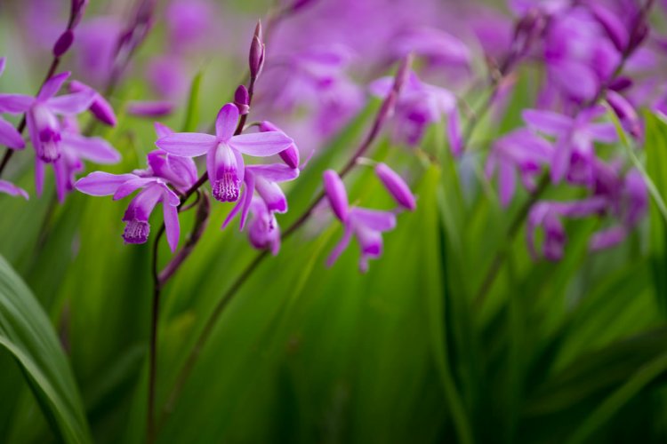 BLETILLA STRIATA